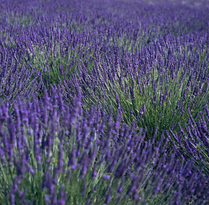 Lavendel Nahaufnahme