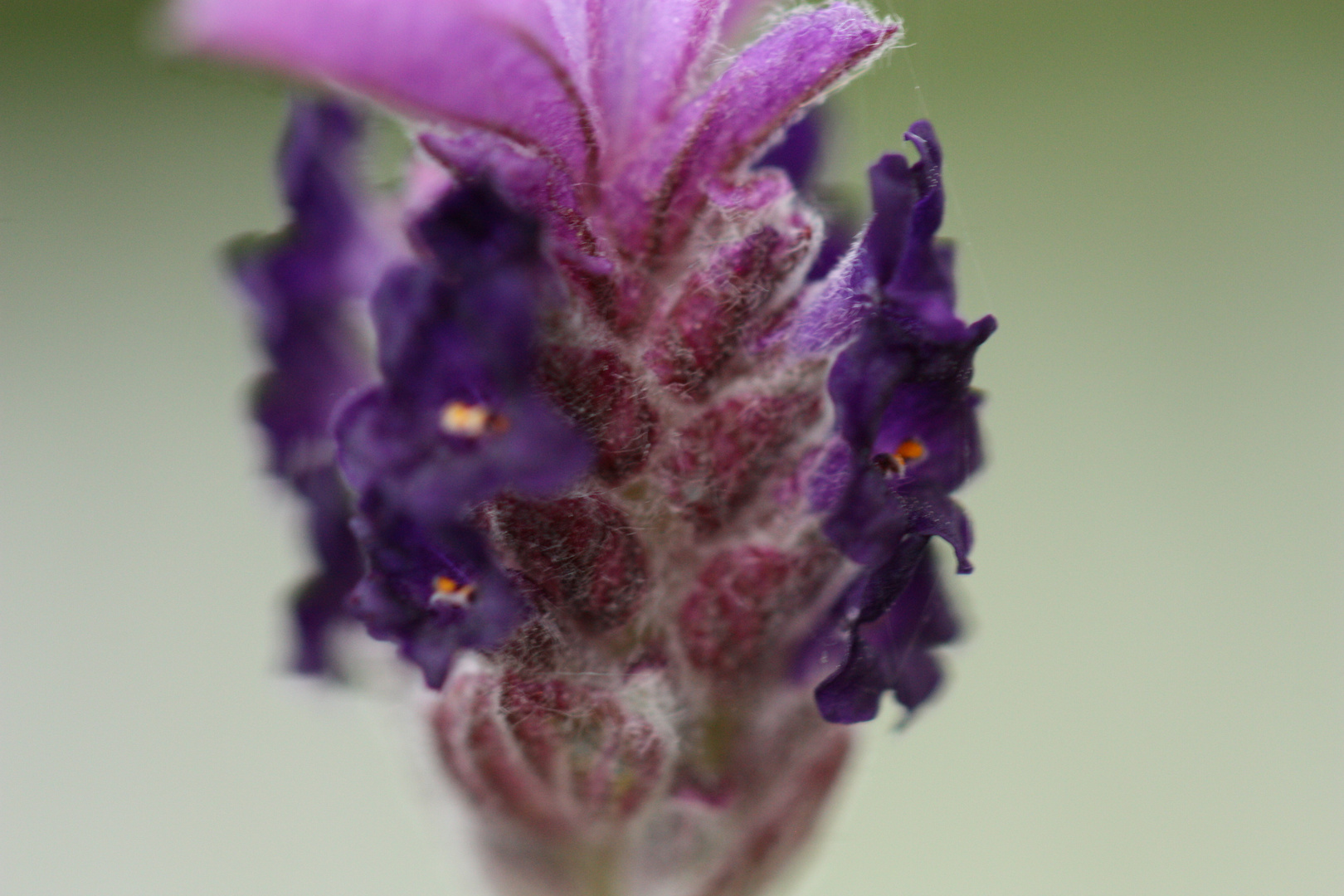 Lavendel Nahaufnahme