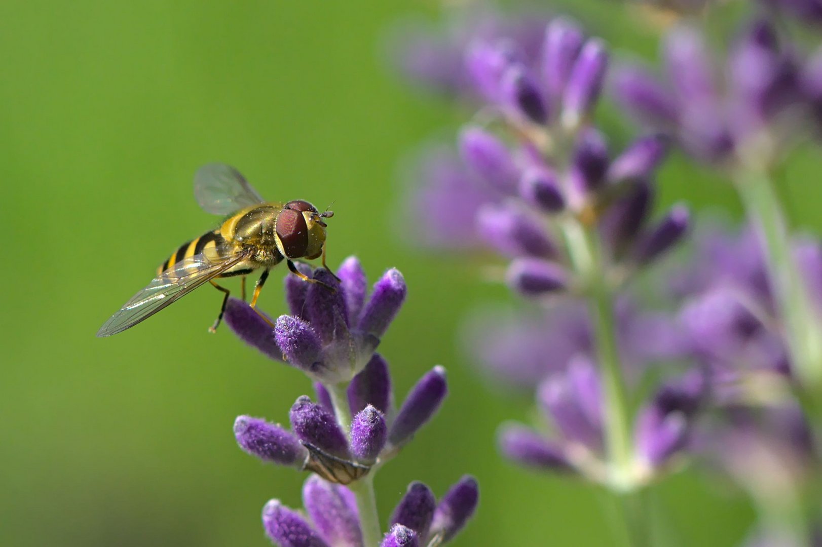 Lavendel naschen...