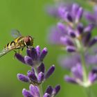 Lavendel naschen...