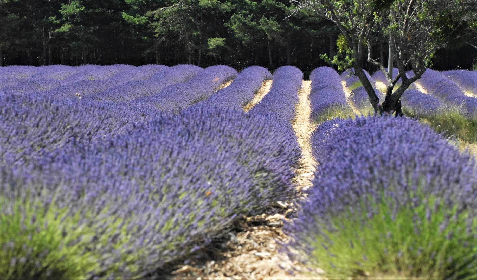 Lavendel oder Lavandin?