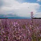 Lavendel oder Lupinien