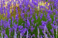 Lavendel ohne Ende