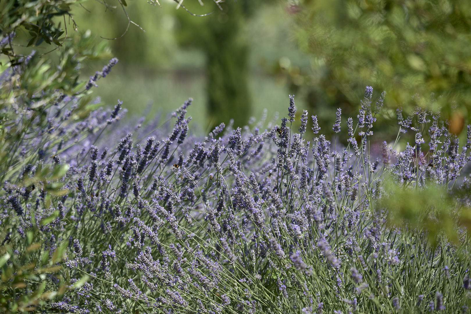 Lavendel, Oliven...