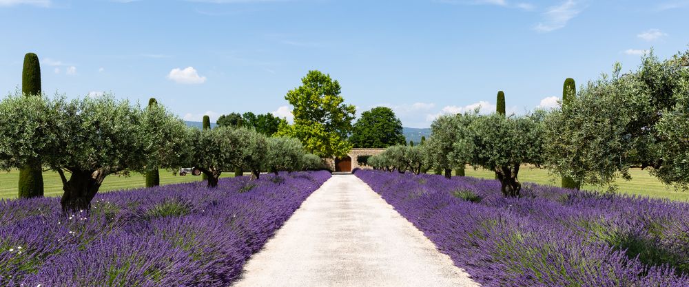 Lavendel, Olivenbäume und Formzypressen