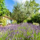 Lavendel, Olivenbaum, Schmetterlinge und Zikadengesang