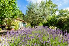 Lavendel, Olivenbaum, Schmetterlinge und Zikadengesang