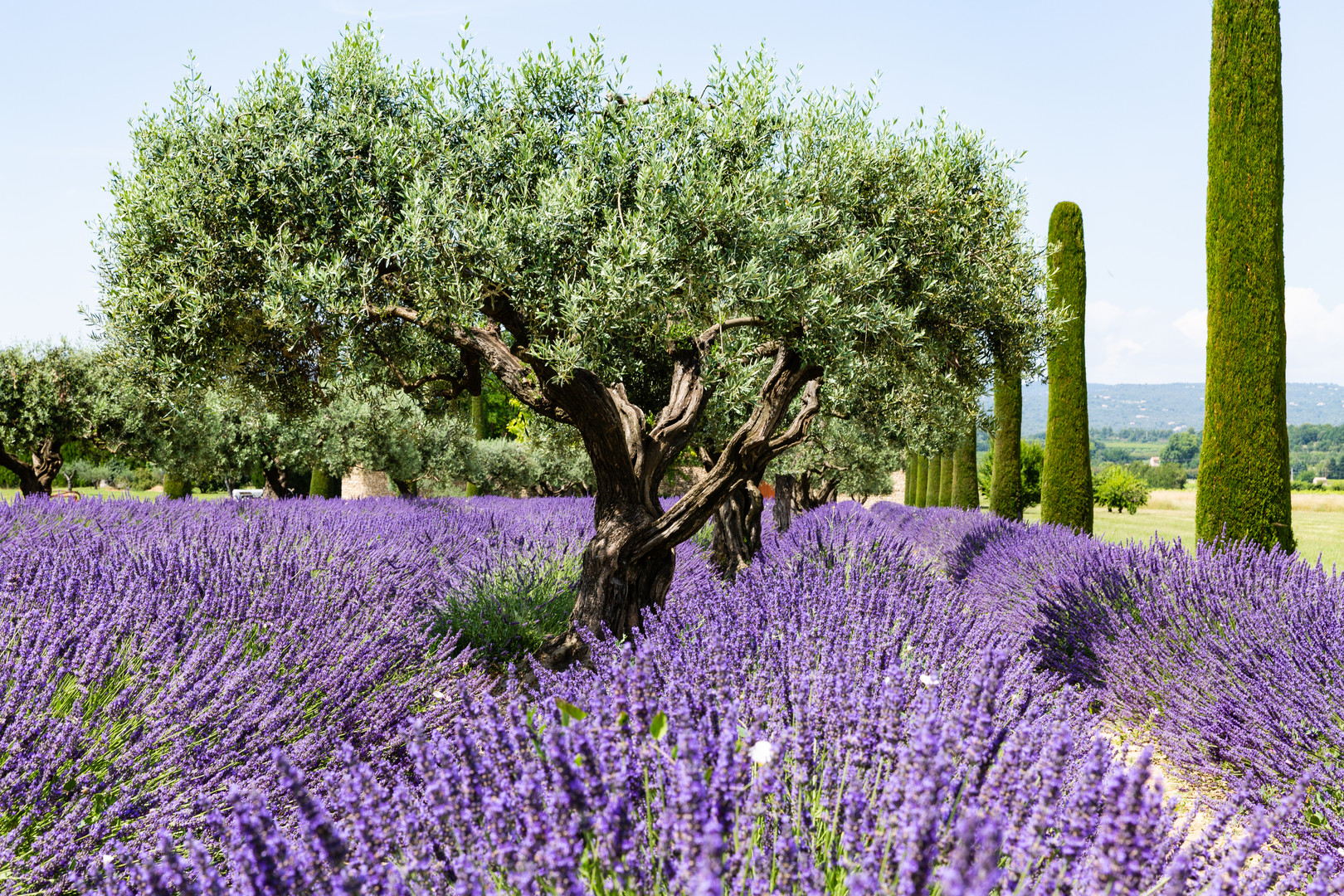 Lavendel, Olivenbaum und Formzypresse (2) Foto & Bild france, world