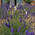 Lavendel-Panorama 110° mit dem LAOWA 15mm/F4