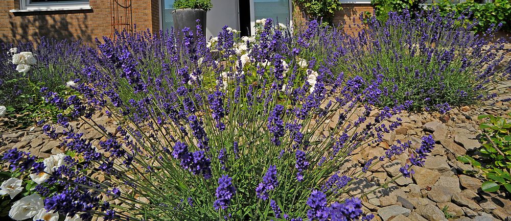 Lavendel-Panorama 110° mit dem LAOWA 15mm/F4