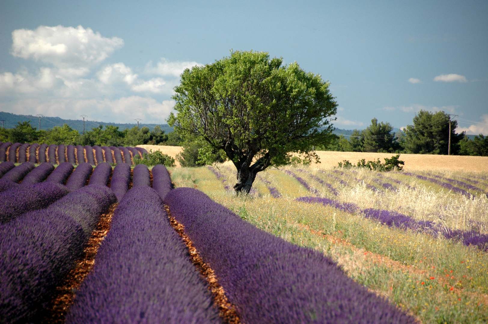 Lavendel Provence
