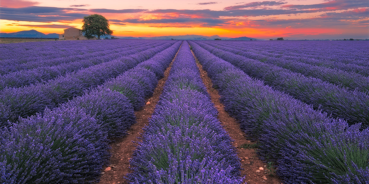 Lavendel - Provence, Frankreich