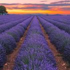 Lavendel - Provence, Frankreich