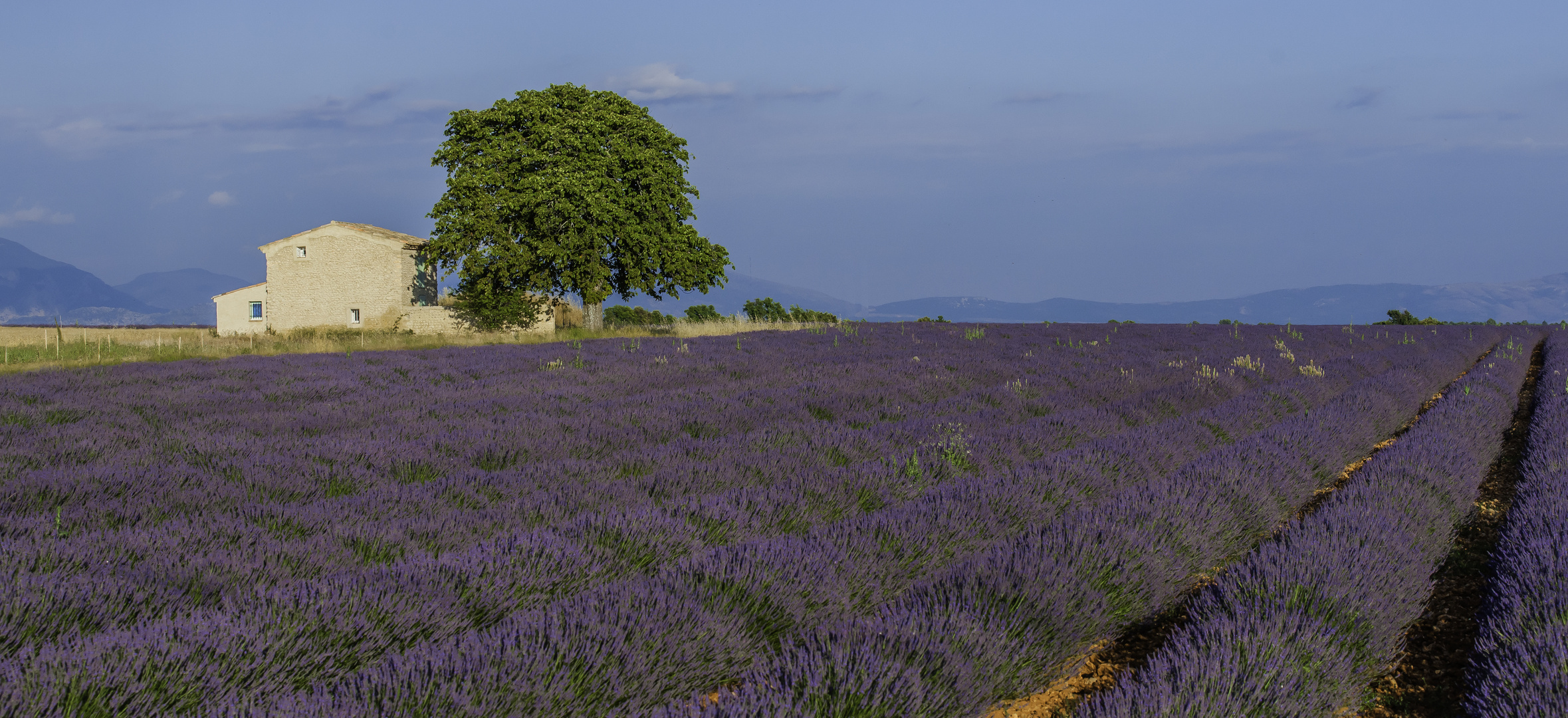 Lavendel? - Provence! (I)