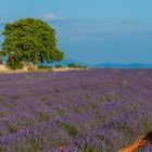 Lavendel? - Provence! (I)