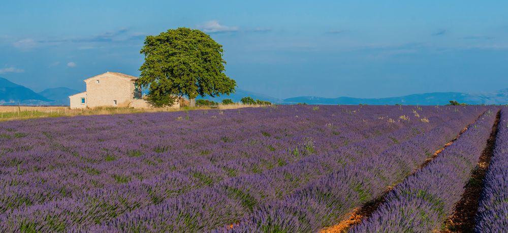 Lavendel? - Provence! (I)