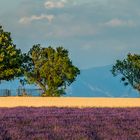 Lavendel? - Provence! - (II)