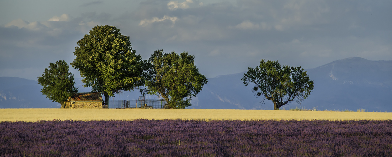 Lavendel? - Provence! - (II)