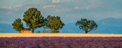 Lavendel? - Provence! - (II)