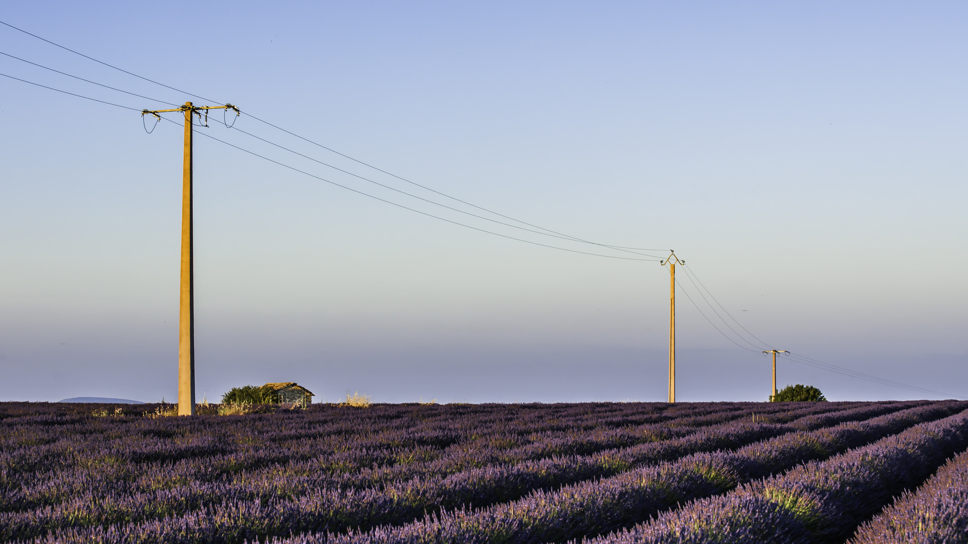 Lavendel? - Provence! (III)