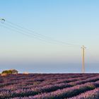 Lavendel? - Provence! (III)