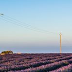 Lavendel? - Provence! (III)