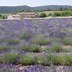 Lavendel pur