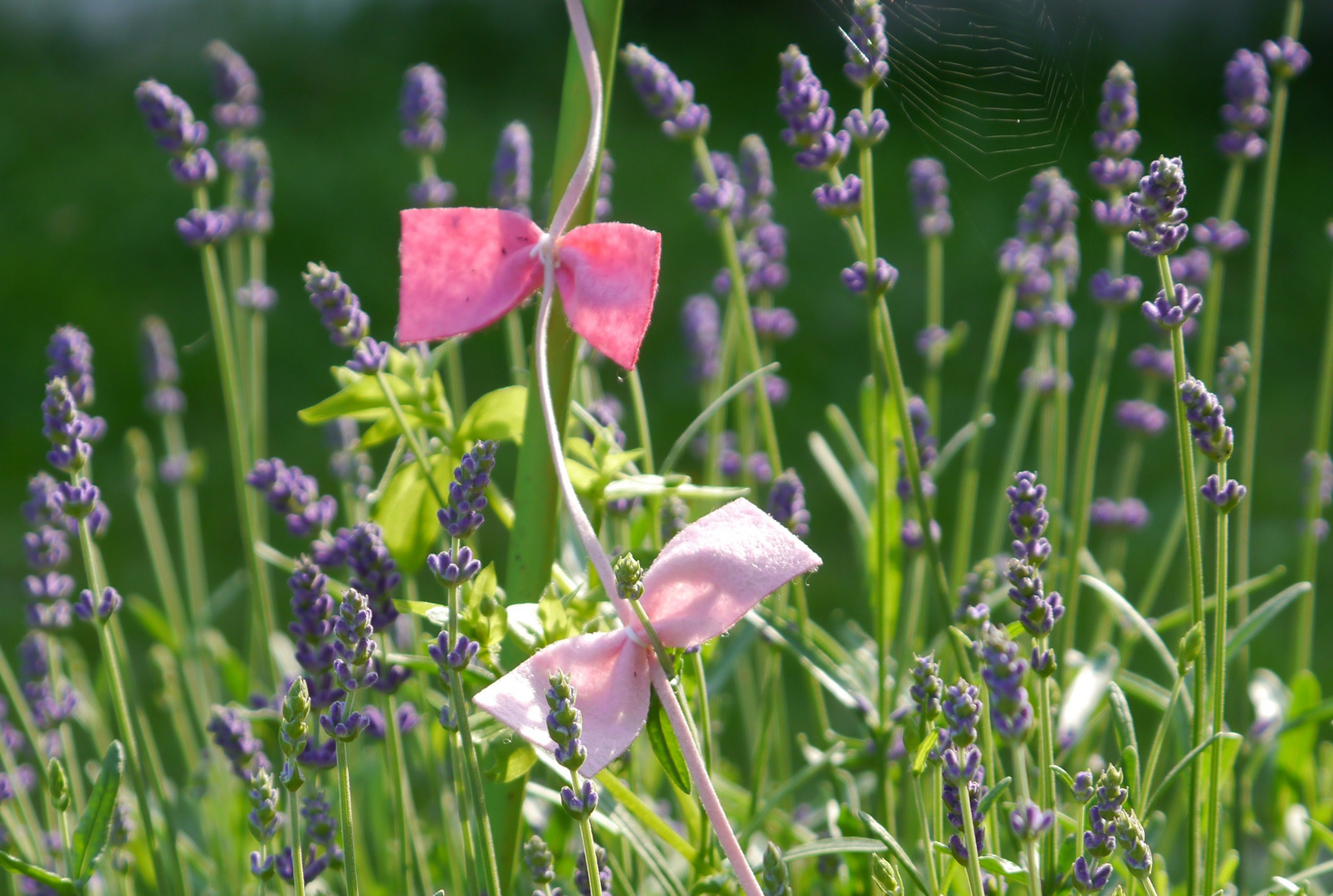 Lavendel romantisch...