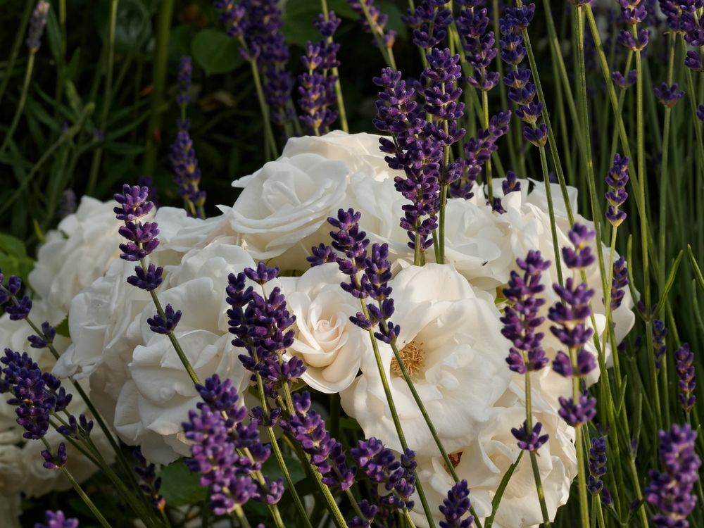 Lavendel & Rosen (Lavender 'n Roses)