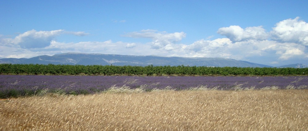 Lavendel-Sandwich