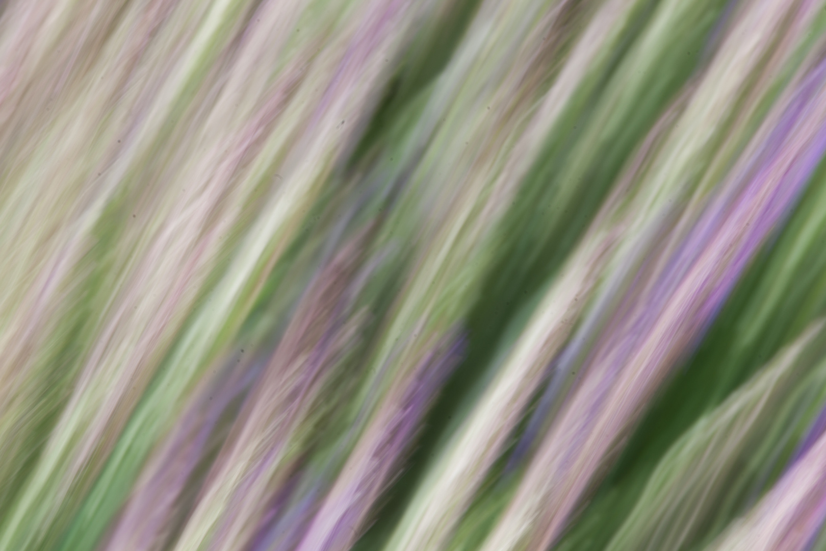 Lavendel (scharf)