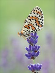 ~ Lavendel-Schecki ~