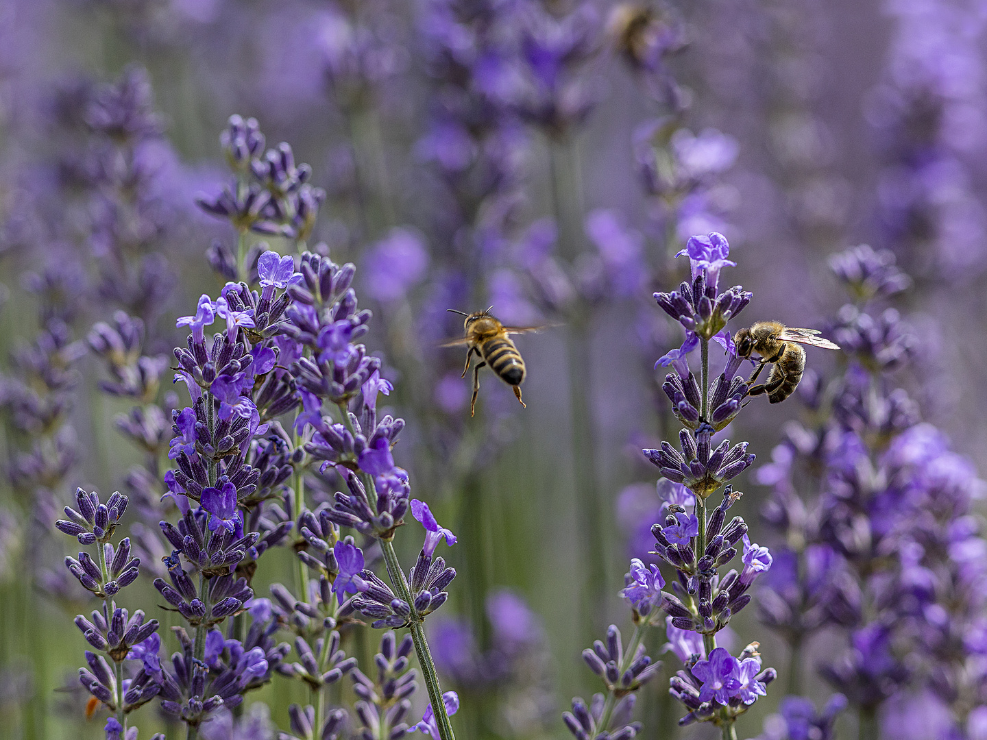 Lavendel Schlaraffenland der Bienen Foto & Bild tiere, wildlife