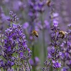 Lavendel - Schlaraffenland der Bienen ...