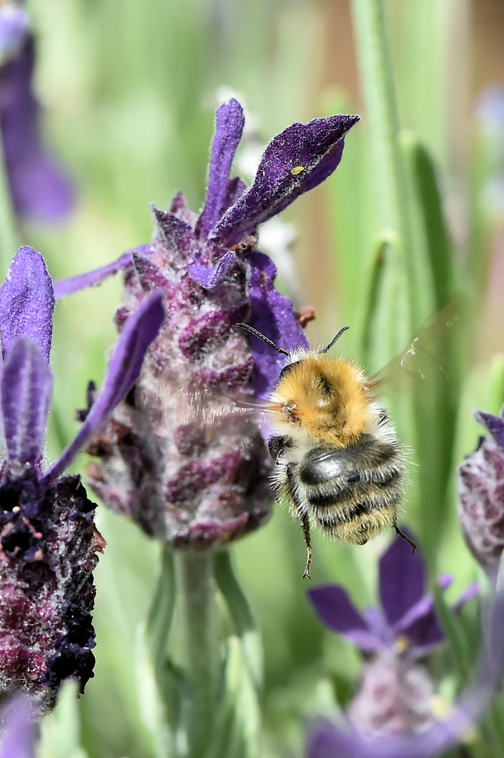 Lavendel schmeckt