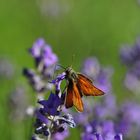 Lavendel schmeckt immer