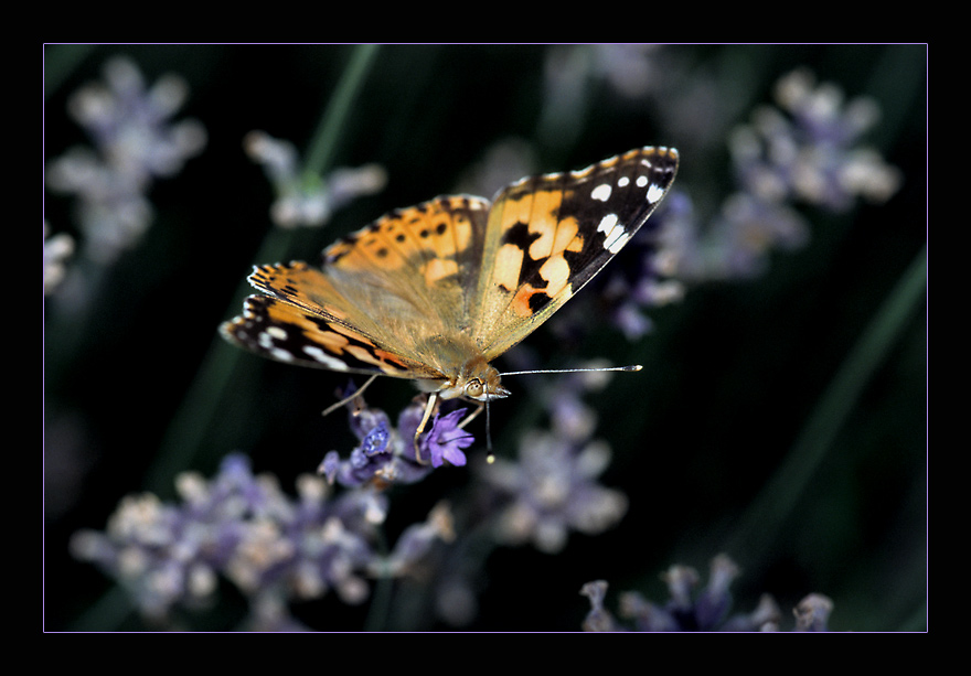 Lavendel-Schmetterling