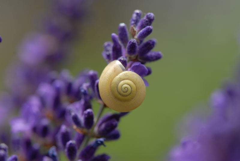 Lavendel-Schnecke