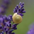 Lavendel-Schnecke