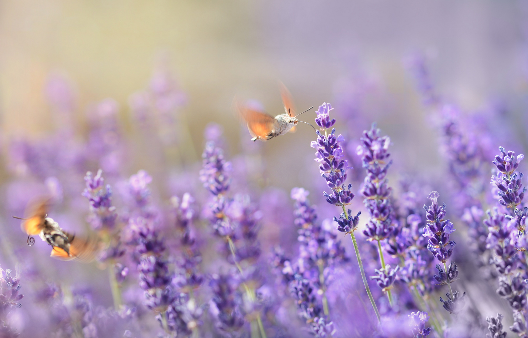 Lavendel-Schwärmer