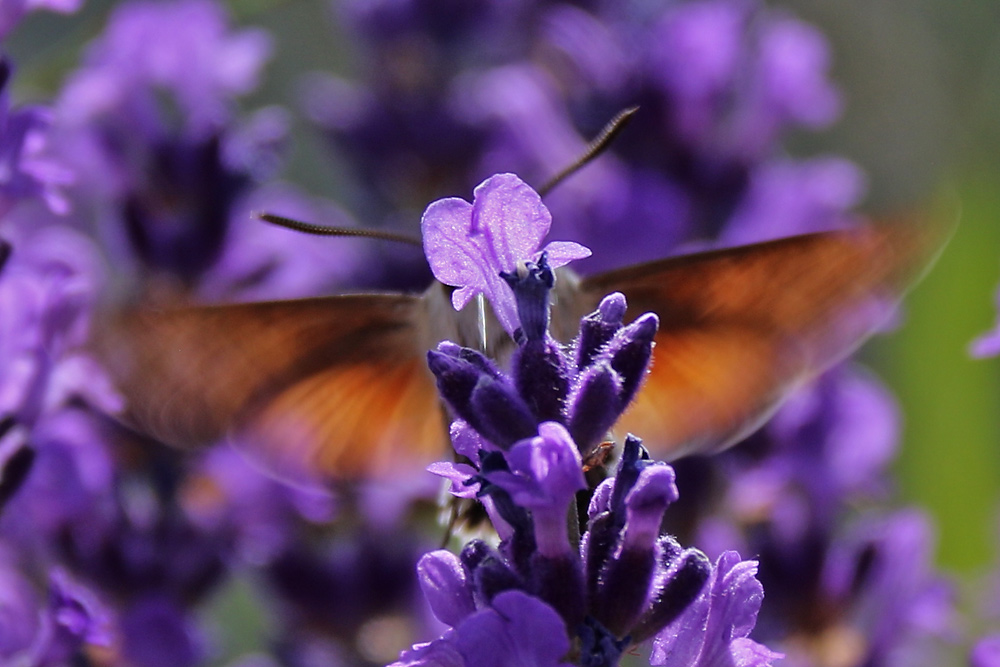 Lavendel-Schwirrflügel.........