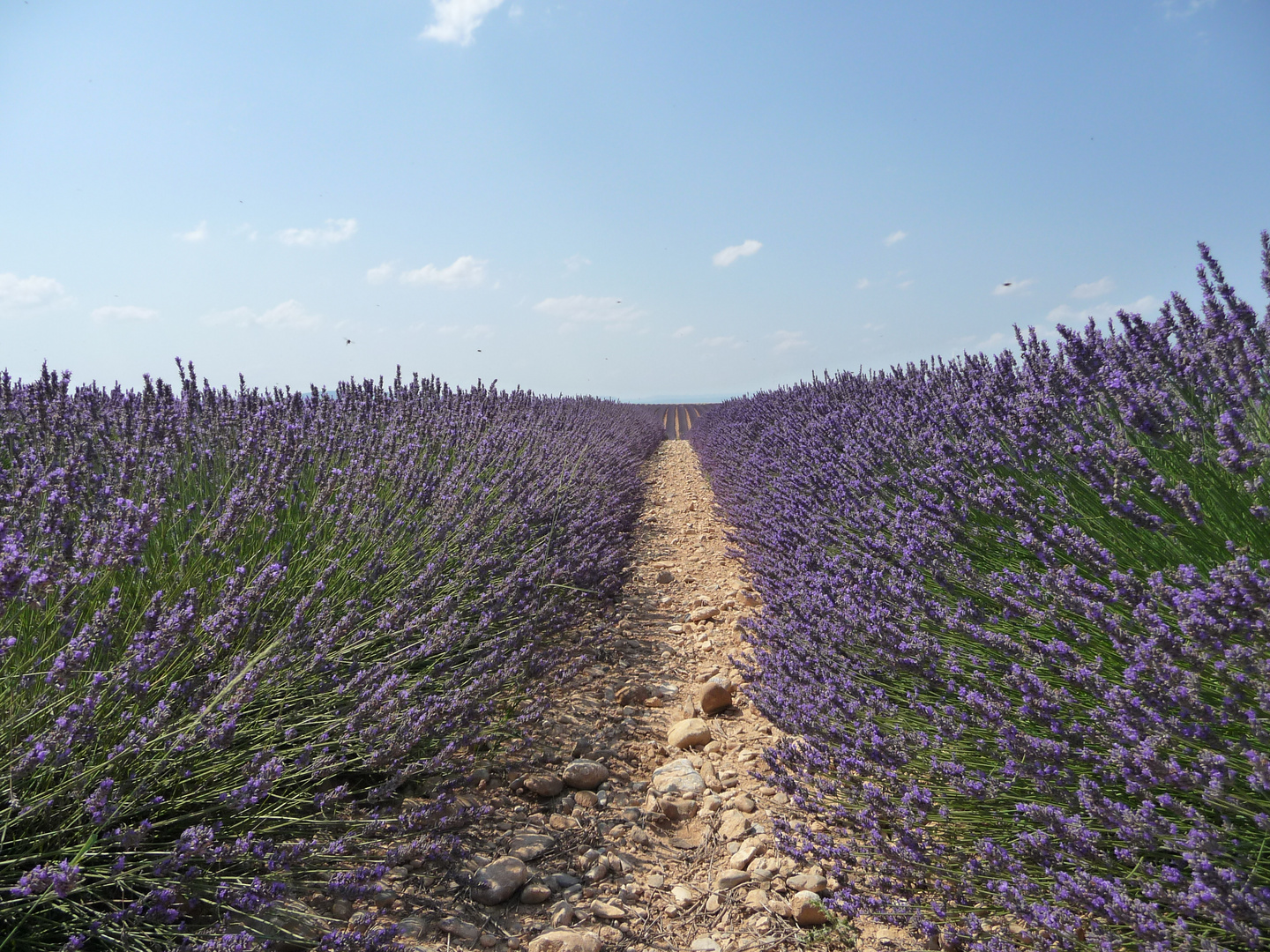 Lavendel so weit das Auge reicht