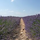 Lavendel so weit das Auge reicht