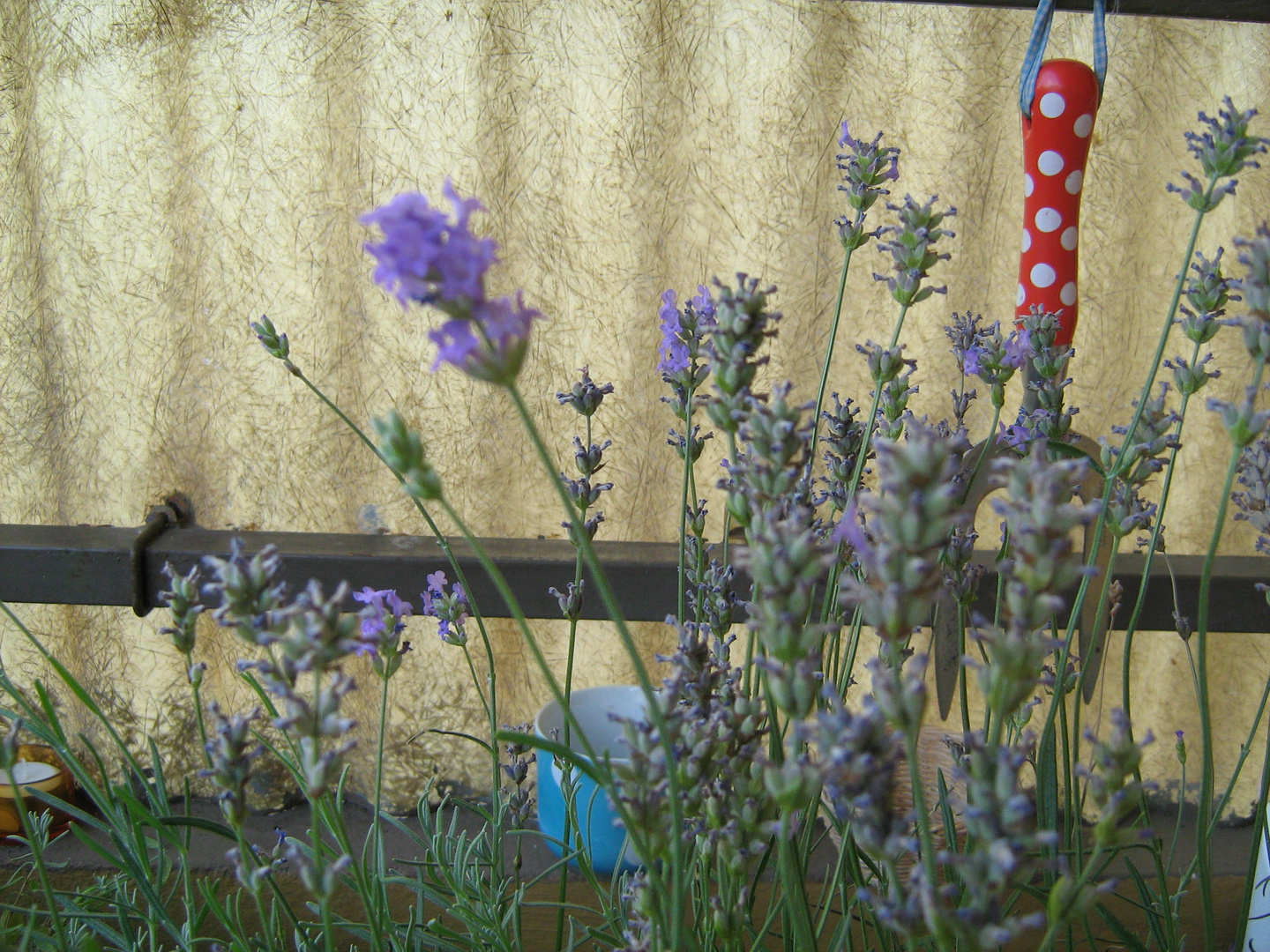 Lavendel-Sommer