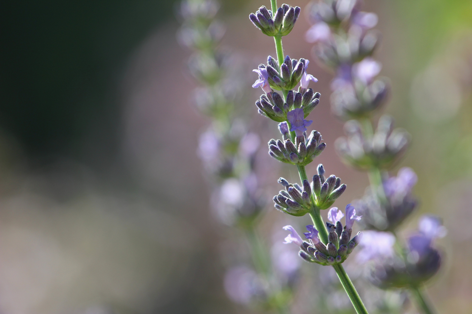 Lavendel-Sommer