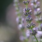 Lavendel-Sommer