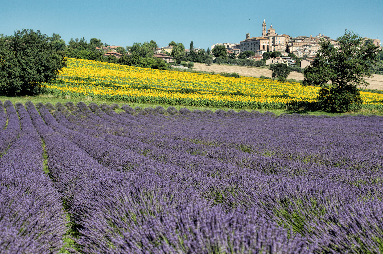 Lavendel - Sonnenblumen - Corinaldo -