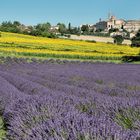 Lavendel - Sonnenblumen - Corinaldo -