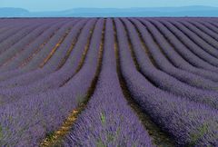 Lavendel soweit das Auge reicht