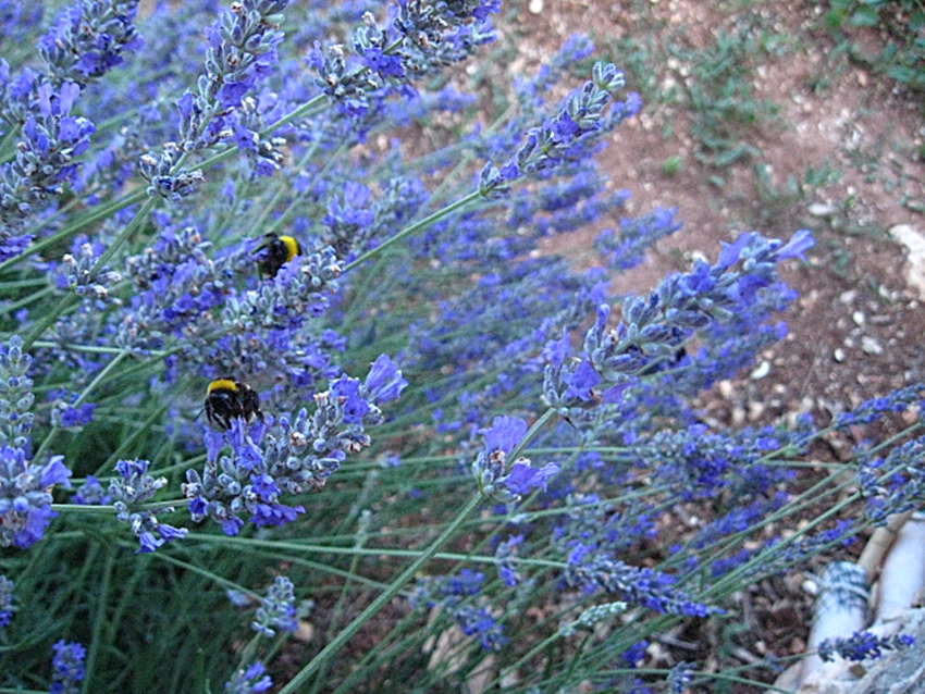 Lavendel soweit das Auge reicht by Carmen Mc Lean 